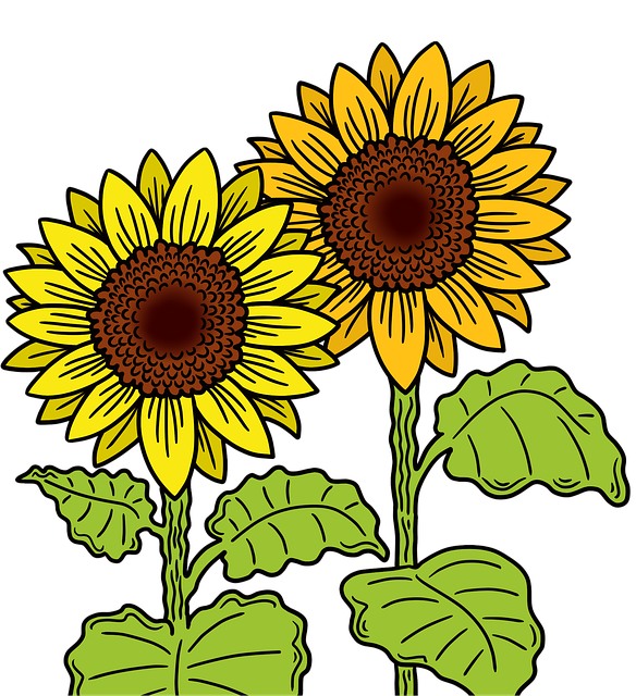 sunflower