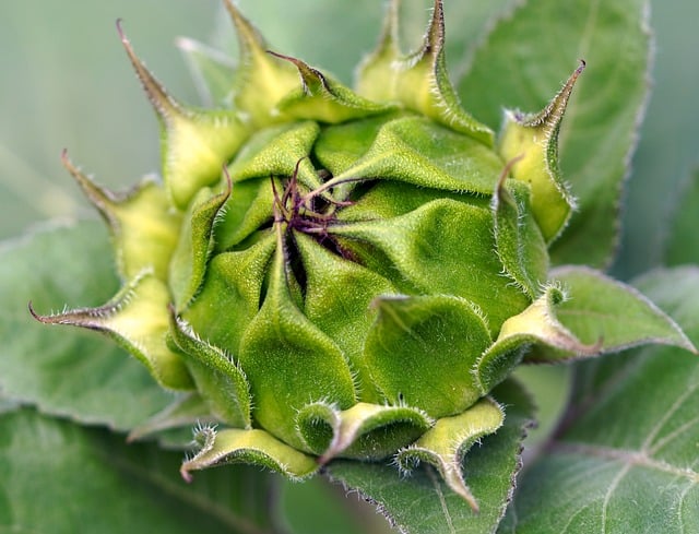 sunflower