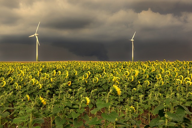 sunflower