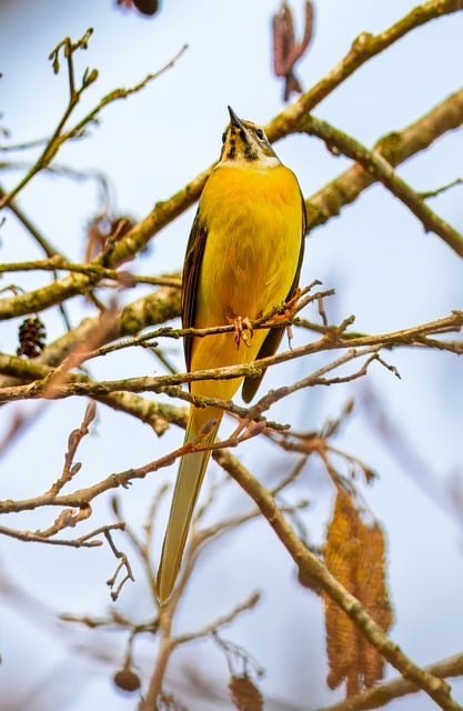 Wild Bird