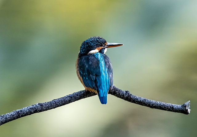 Wild Bird