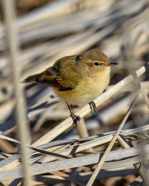 Wild Bird