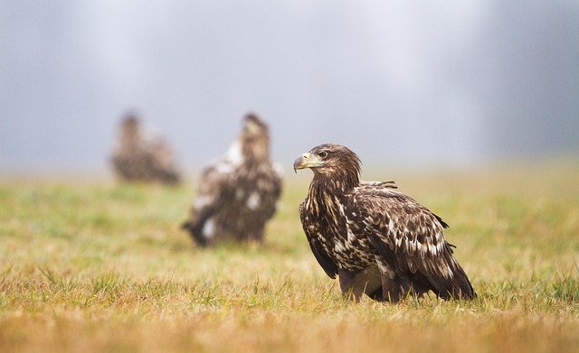 Wild Bird