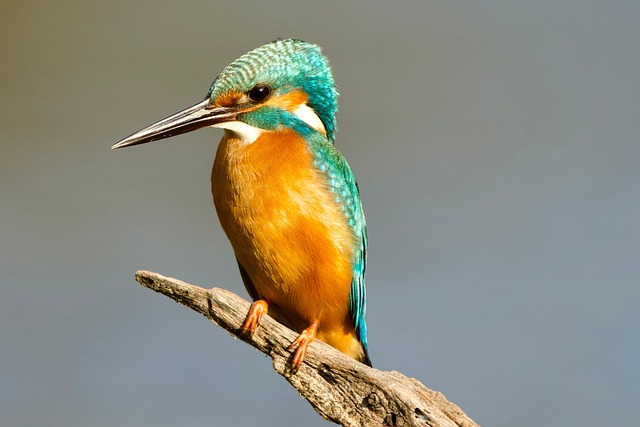 Wild Bird