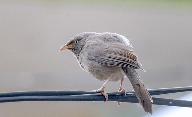 Wild Bird