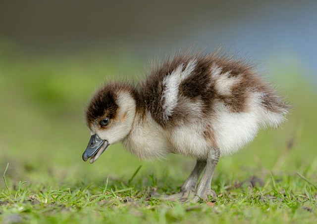Wild Bird