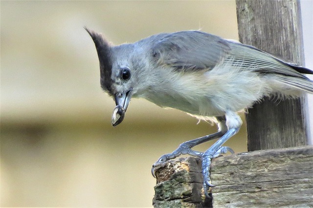 bird feeder