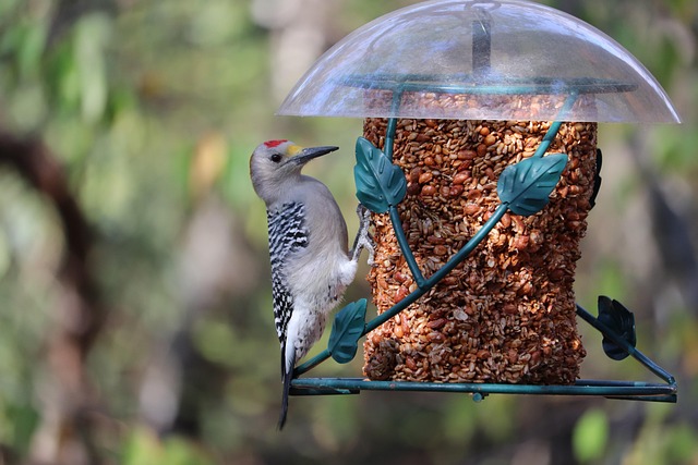 bird feeder