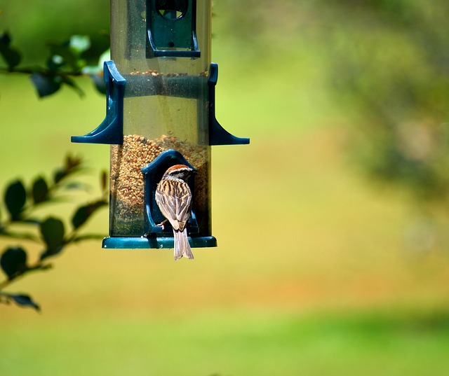bird feeder