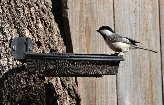 bird feeder