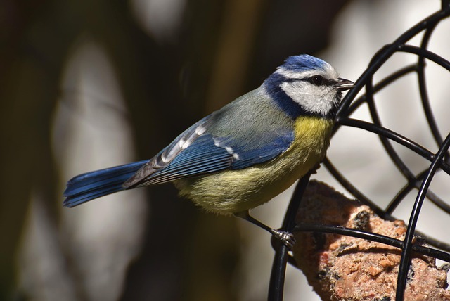 bird feeder