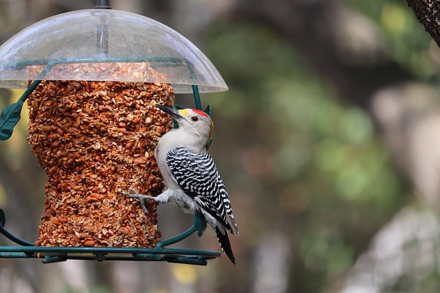 bird feeder