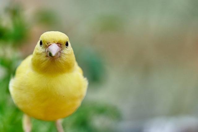 bird feeder