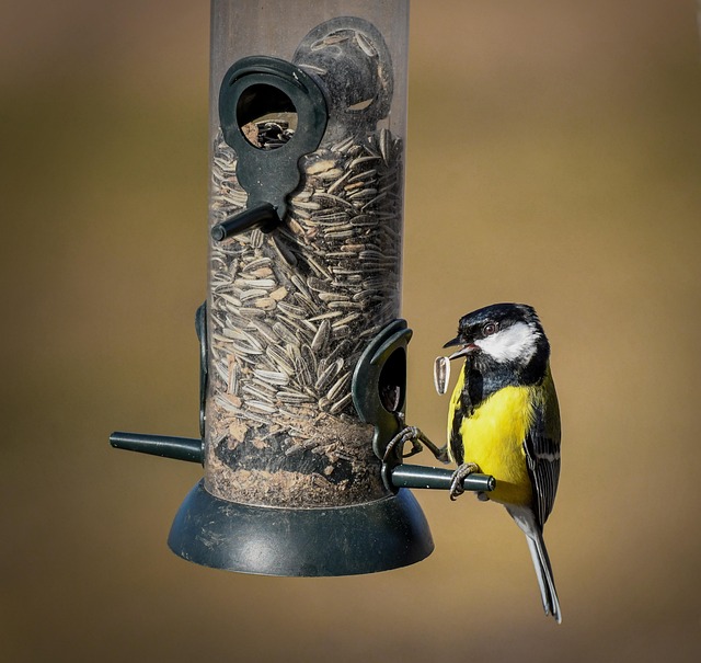 bird feeder