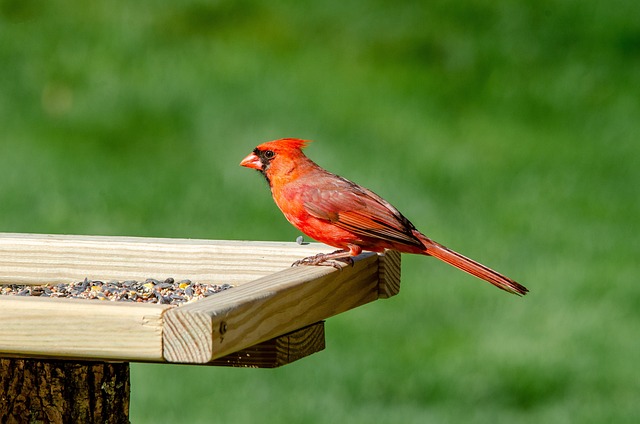 bird feeder