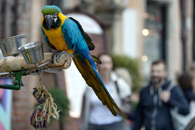 bird feeder