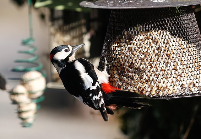 bird feeder