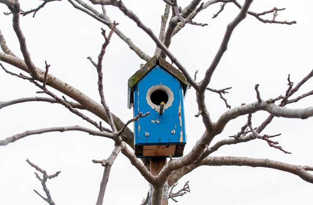 bird feeder