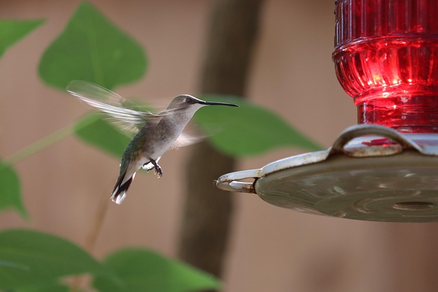bird feeder