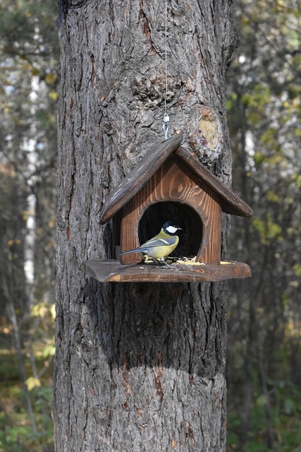 bird feeder