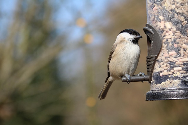 bird-feeder-640x480-36463162.jpeg