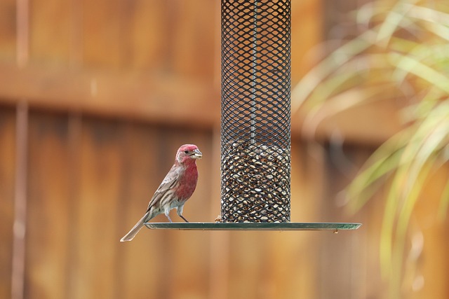 bird feeder