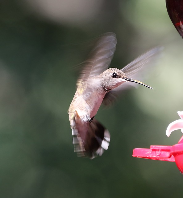bird feeder