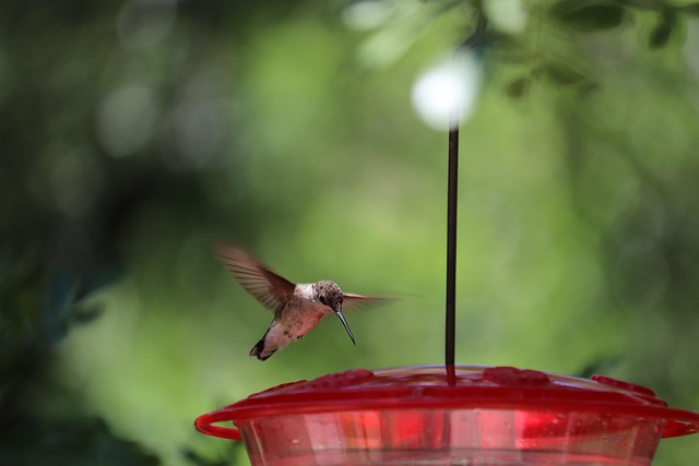 bird feeder