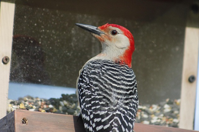 bird feeder