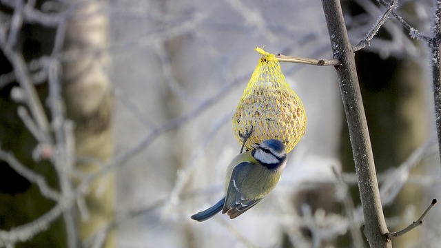bird feeder