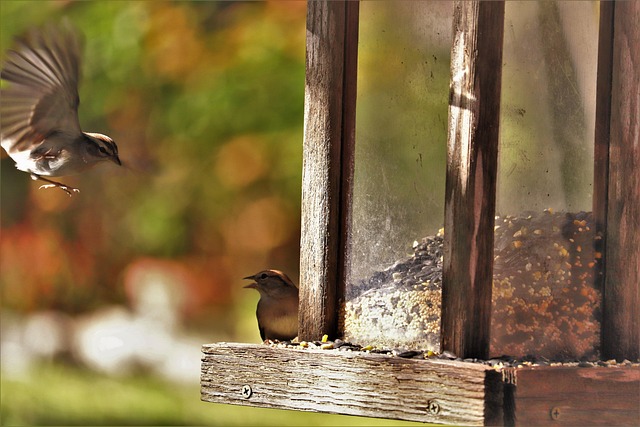bird feeder