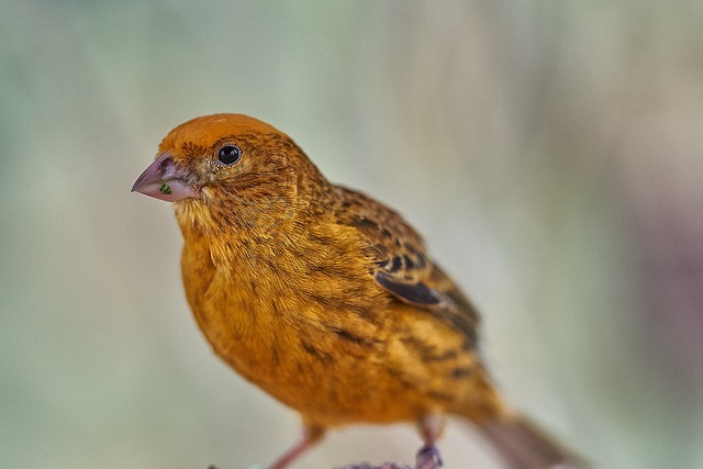 bird feeder