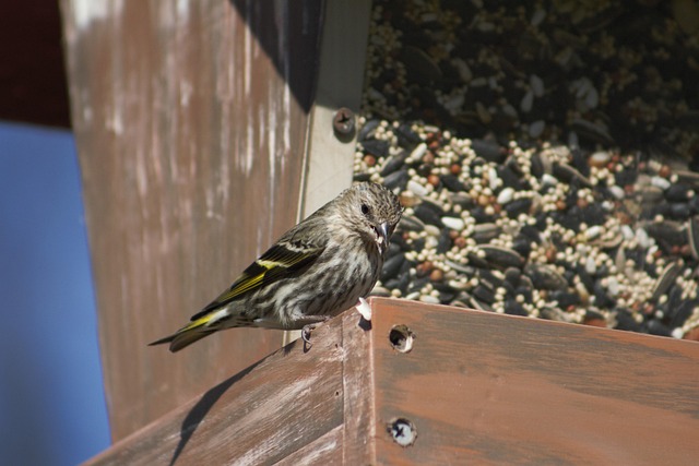 bird feeder