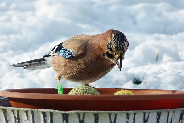 bird feeder