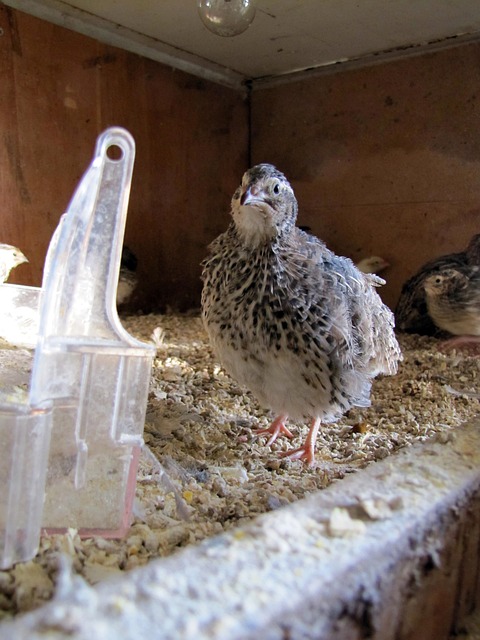 bird feeder