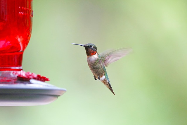 bird feeder