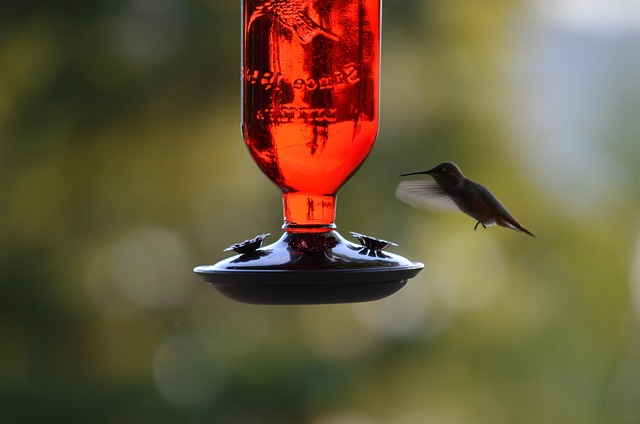 bird-feeder-640x480-60193349.jpeg