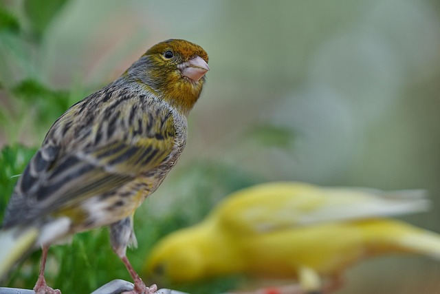 bird feeder