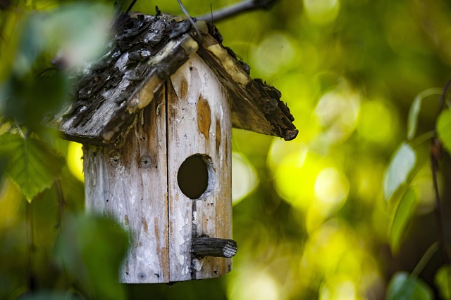 bird feeder
