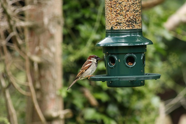 bird feeder