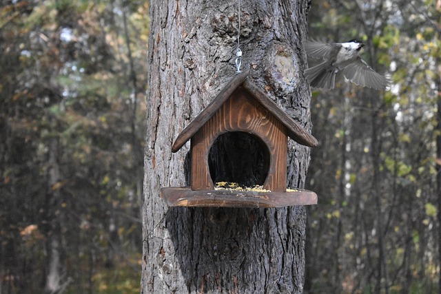 bird feeder