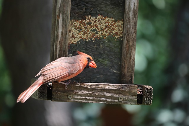bird feeder