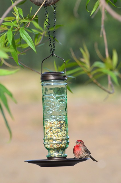 bird feeder