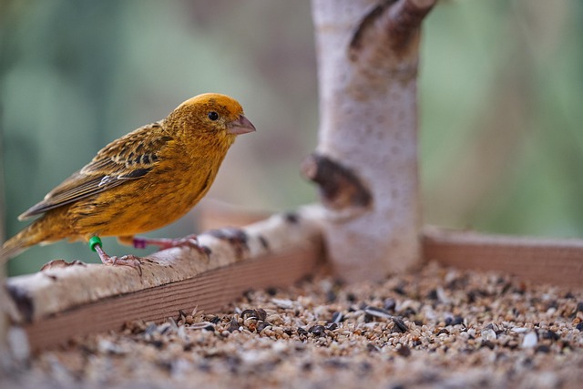 bird feeder