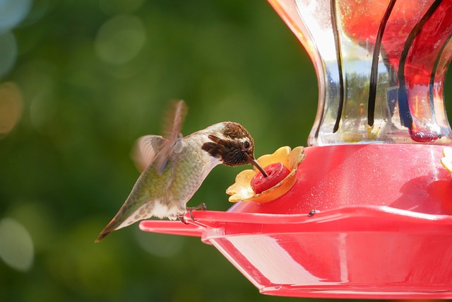bird feeder