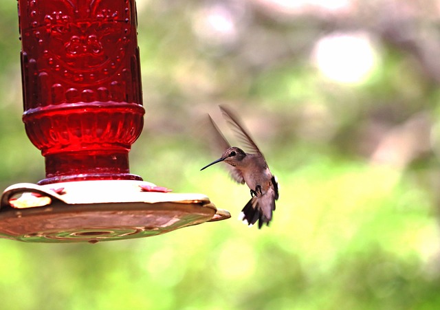 bird feeder