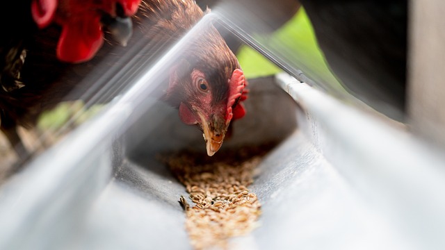 Feed London’s Flock: Fat Balls & Bulk Seed, Free Delivery!