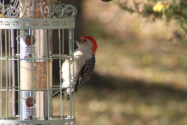bird feeder