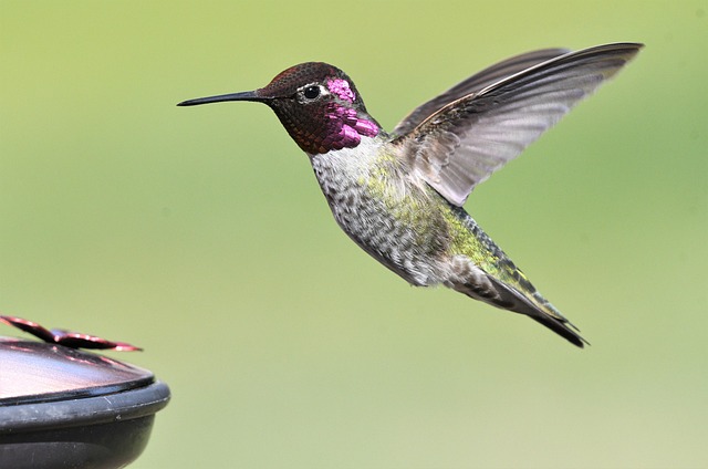 bird-feeder-640x480-8723664.jpeg