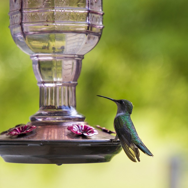 bird feeder